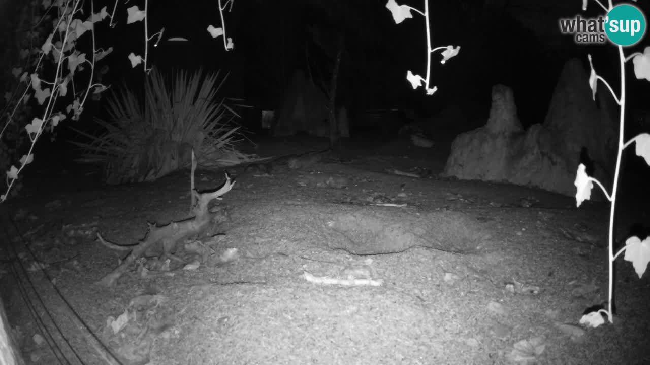 Spletna kamera Živalski vrt Ljubljana – Surikat