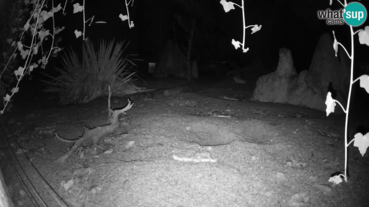 Zoo Ljubljana – Live webcam Meerkat (Suricata)