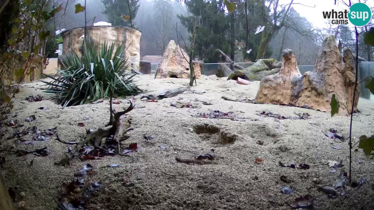 Web kamera Zoo Ljubljana – Merkat