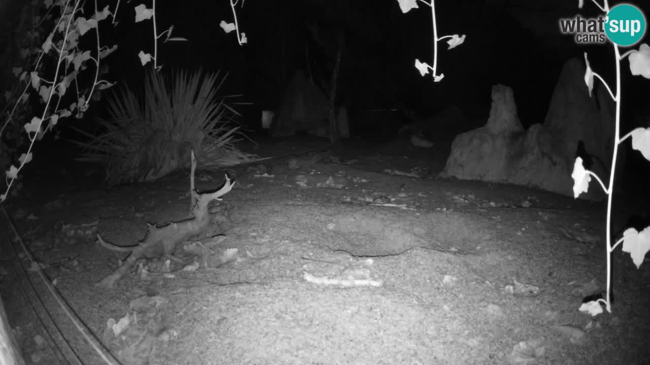 Webcam Zoo Ljubljana – Suricate