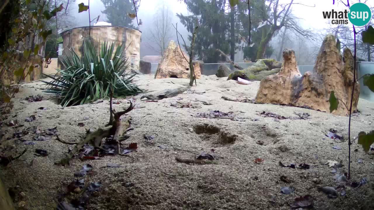 Spletna kamera Živalski vrt Ljubljana – Surikat