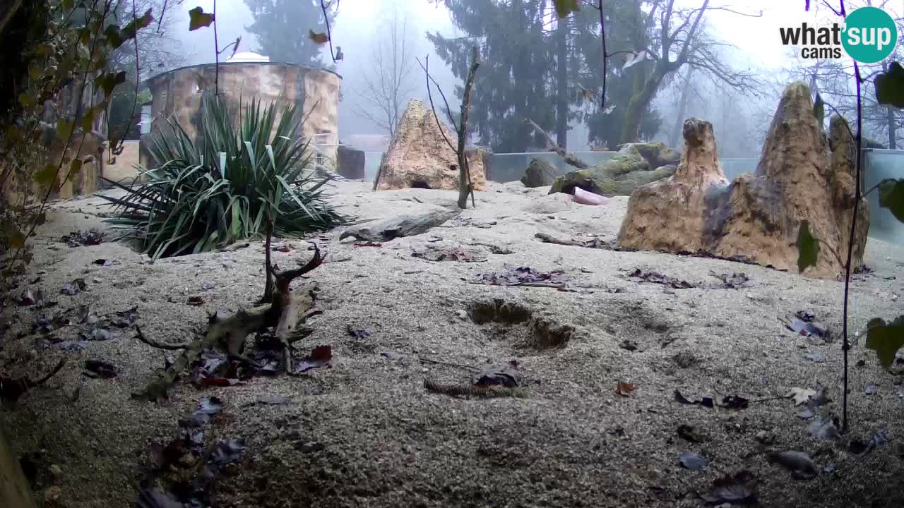 Webcam live Zoo Ljubljana – Suricata