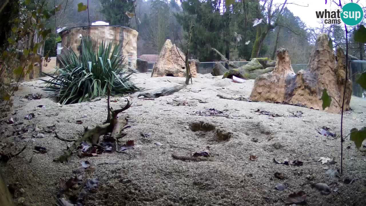 Spletna kamera Živalski vrt Ljubljana – Surikat