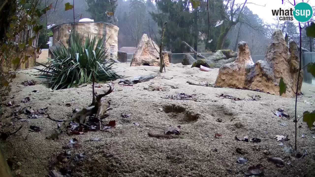 Zoo Ljubljana – Live webcam Meerkat (Suricata)