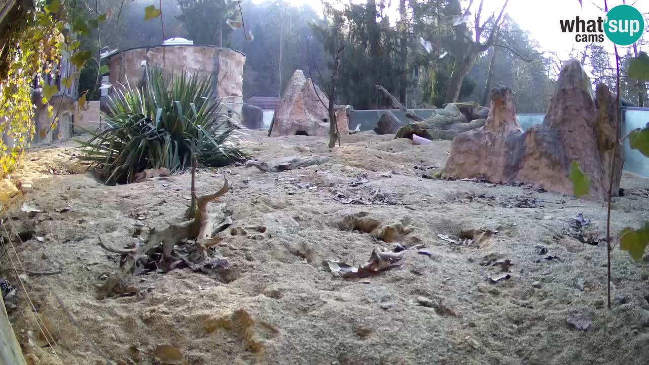 Spletna kamera Živalski vrt Ljubljana – Surikat