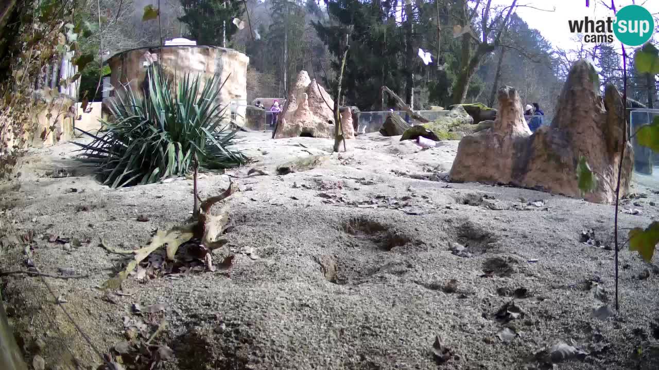Webcam Zoo Ljubljana – Suricate