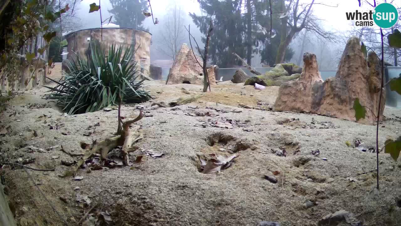 Live cam Zoo Ljubljana – Erdmännchen