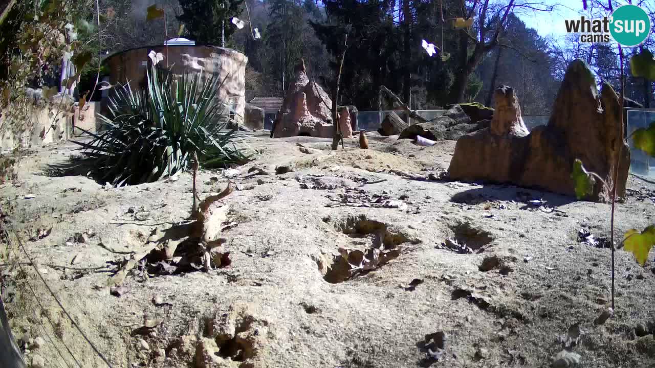 Spletna kamera Živalski vrt Ljubljana – Surikat