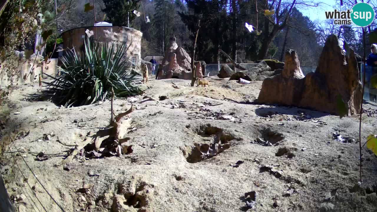 Webcam live Zoo Ljubljana – Suricata