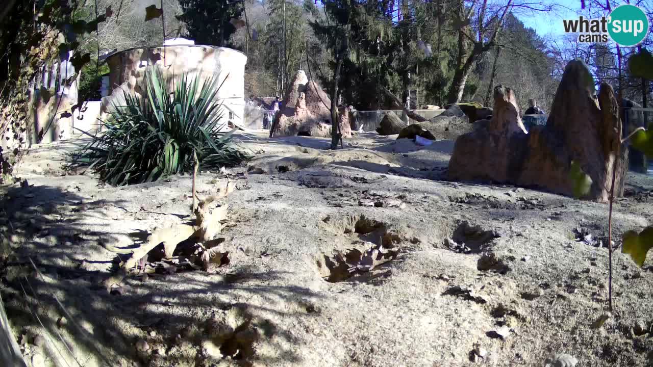 Web kamera Zoo Ljubljana – Merkat