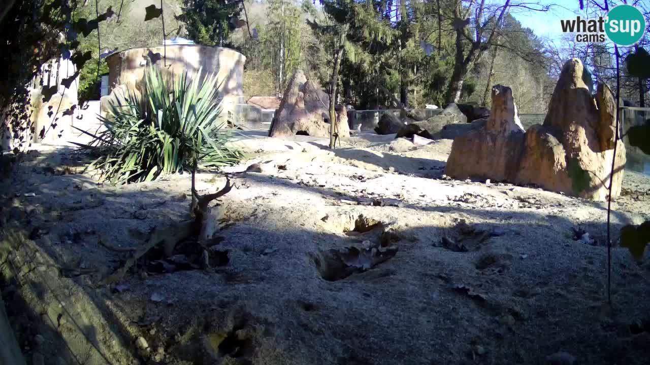Webcam live Zoo Ljubljana – Suricata