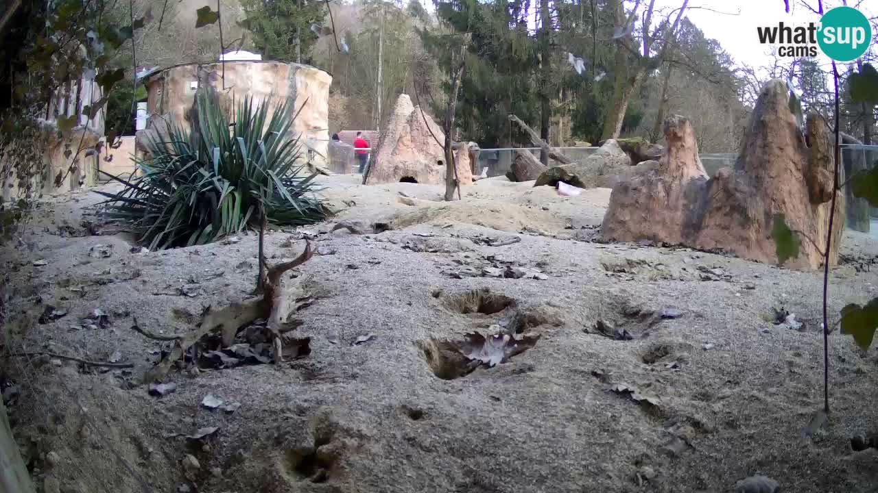 Webcam Zoo Ljubljana – Suricate