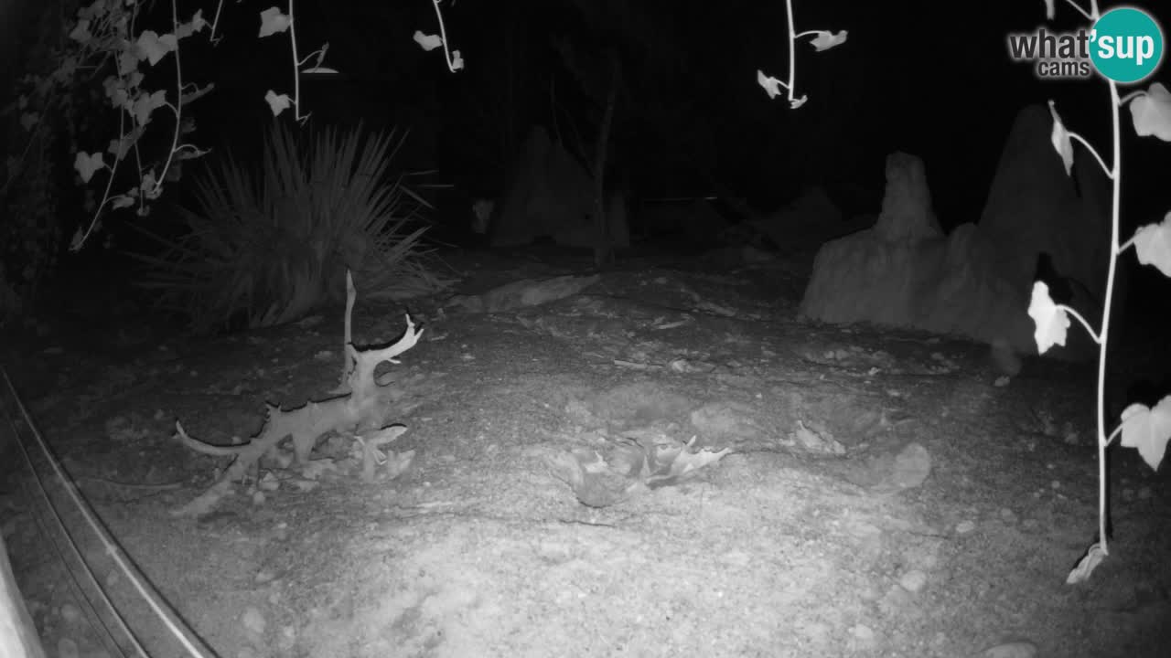 Zoo Ljubljana – Live webcam Meerkat (Suricata)