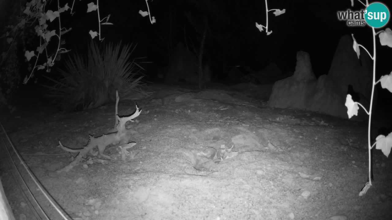 Webcam live Zoo Ljubljana – Suricata