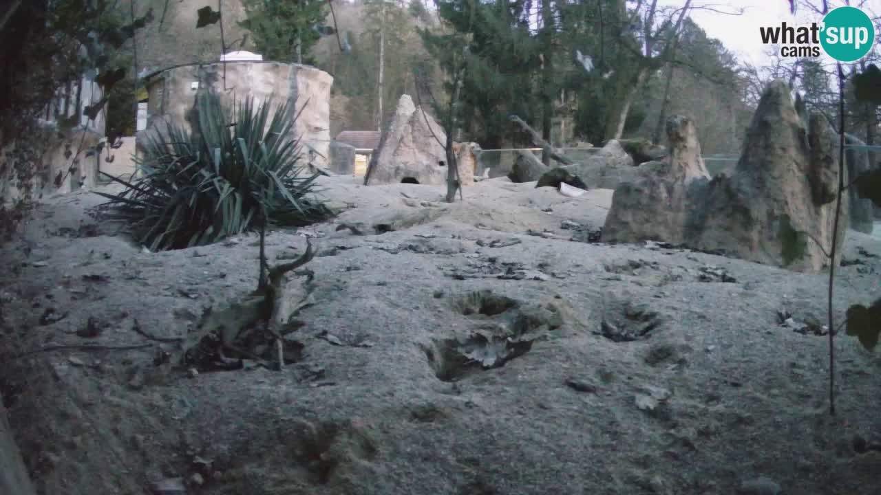 Live cam Zoo Ljubljana – Erdmännchen