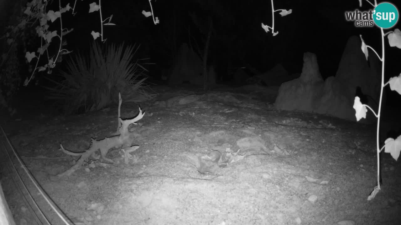 Webcam Zoo Ljubljana – Suricate