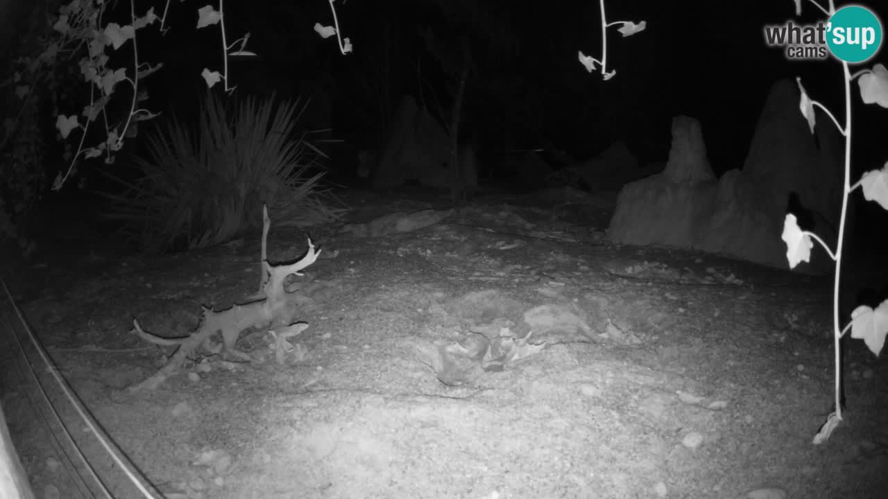 Spletna kamera Živalski vrt Ljubljana – Surikat