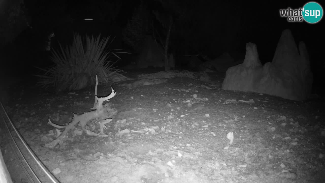 Zoo Ljubljana – Live webcam Meerkat (Suricata)