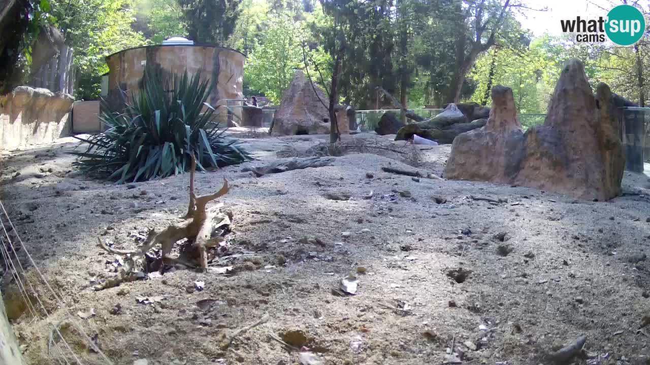 Webcam Zoo Ljubljana – Suricate