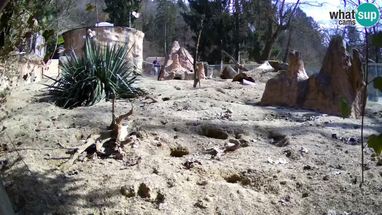 Zoo Ljubljana – Meerkat (Suricata)