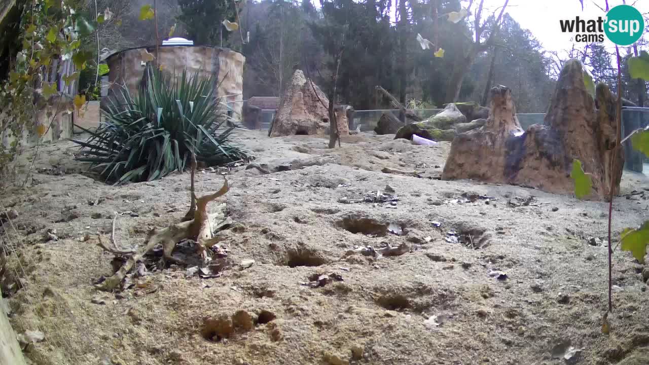 Zoo Ljubljana – Meerkat (Suricata)
