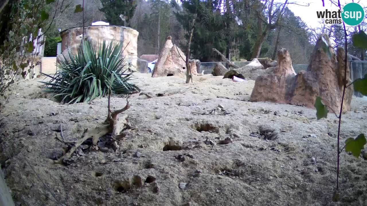 Live cam Zoo Ljubljana – Erdmännchen