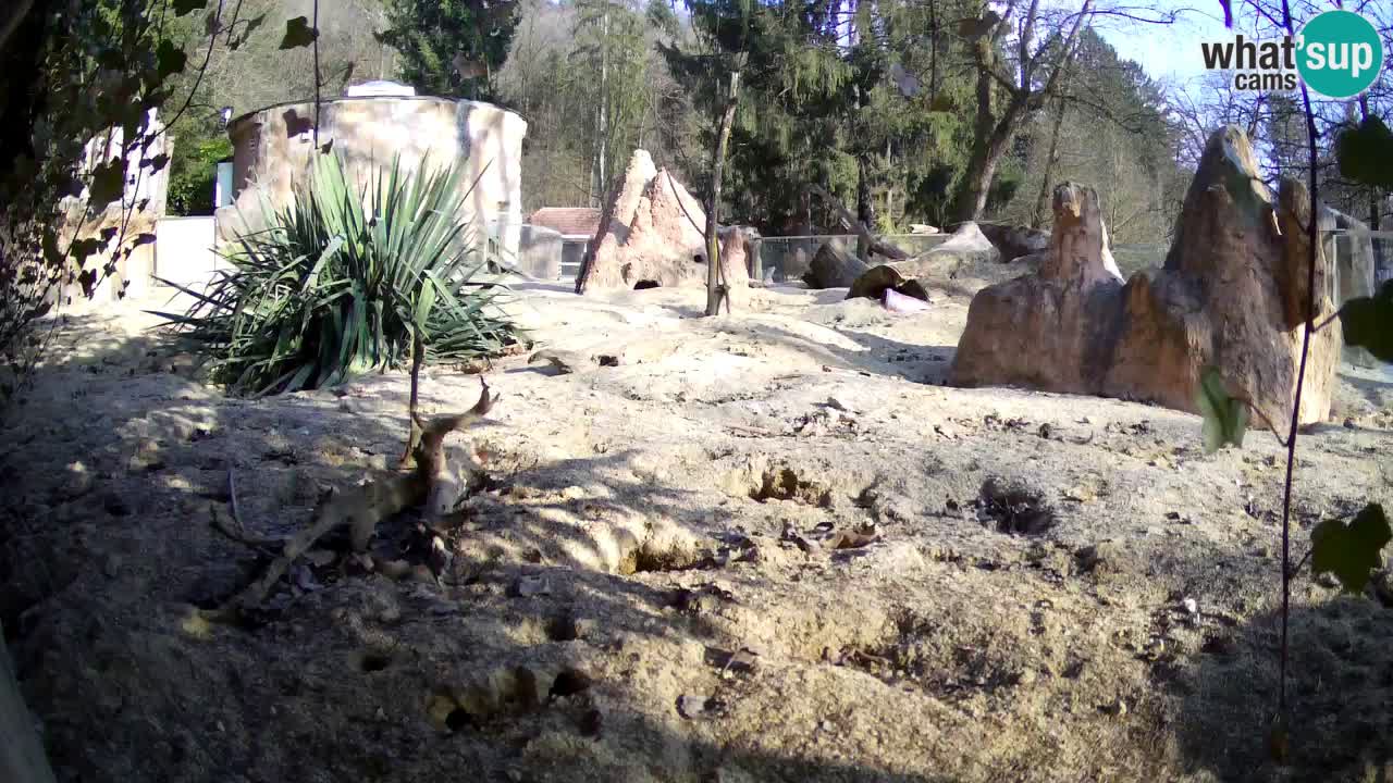 Webcam live Zoo Ljubljana – Suricata