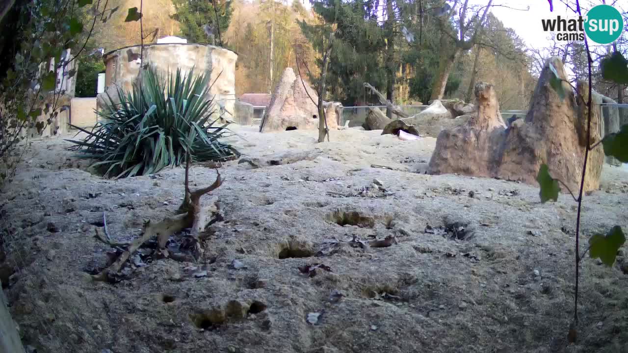 Zoo Ljubljana – Live webcam Meerkat (Suricata)