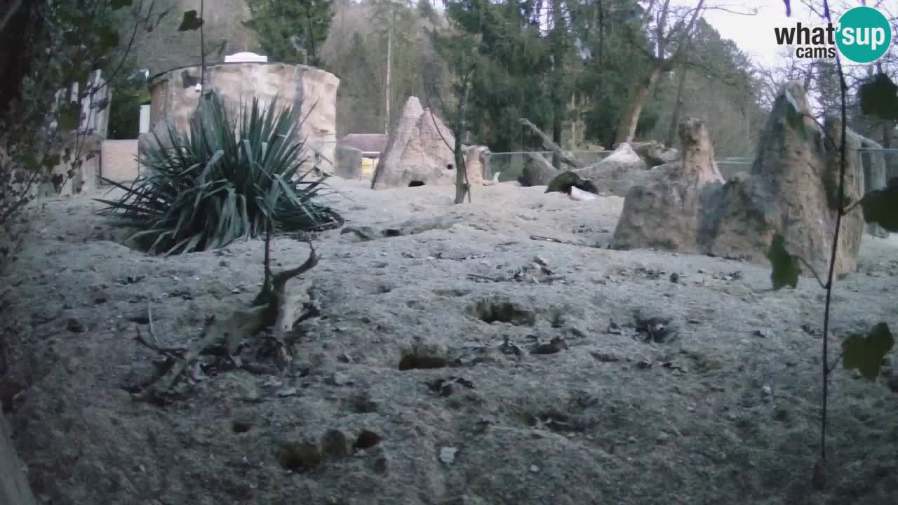 Webcam live Zoo Ljubljana – Suricata