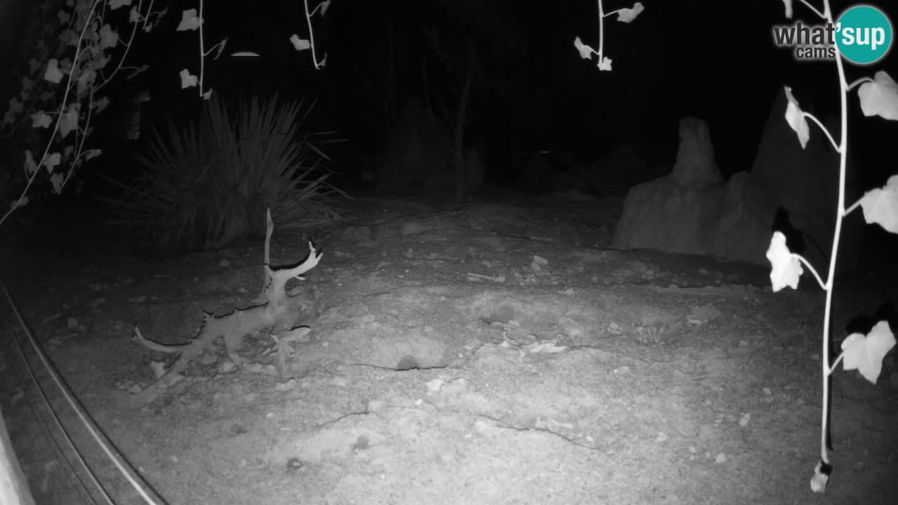 Webcam Zoo Ljubljana – Suricate