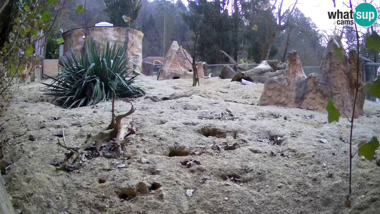 Web kamera Zoo Ljubljana – Merkat
