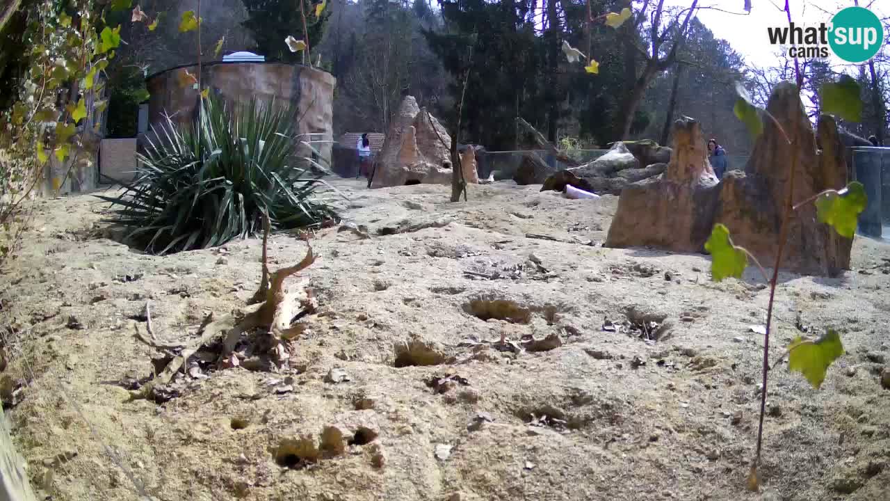 Web kamera Zoo Ljubljana – Merkat