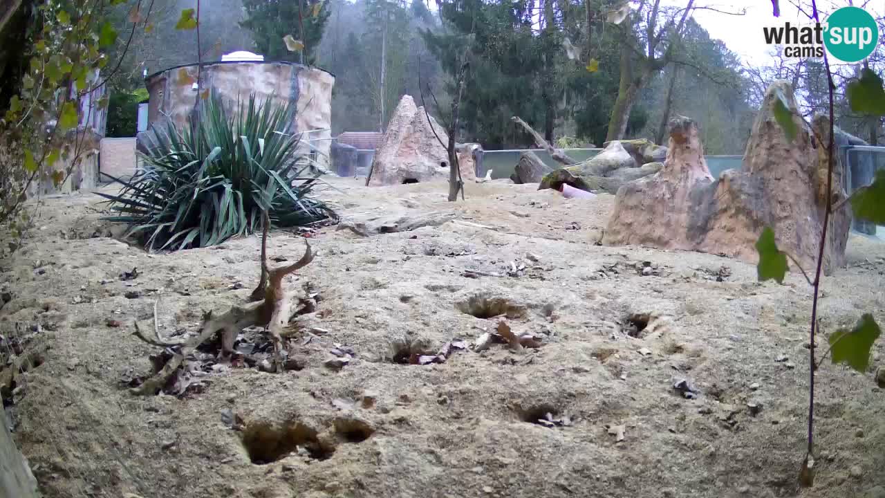Live cam Zoo Ljubljana – Erdmännchen
