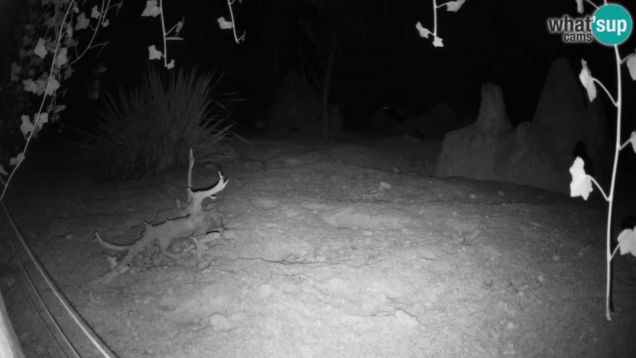 Live cam Zoo Ljubljana – Erdmännchen