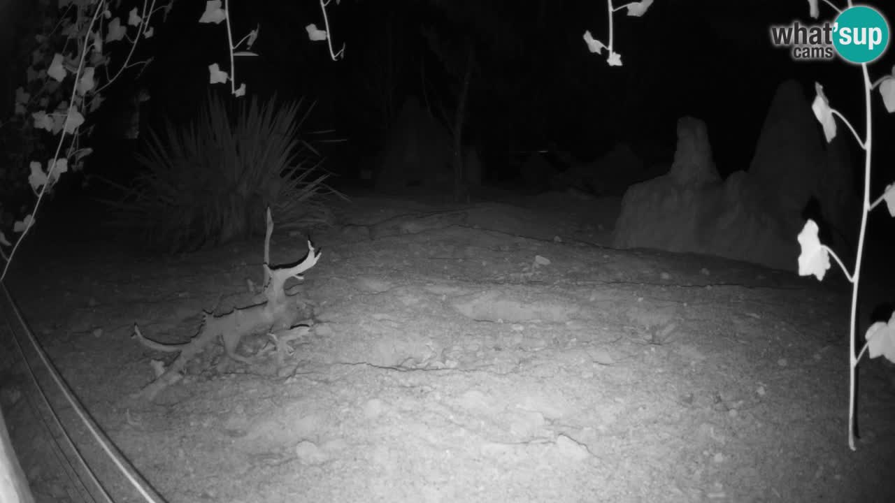 Zoo Ljubljana – Live webcam Meerkat (Suricata)