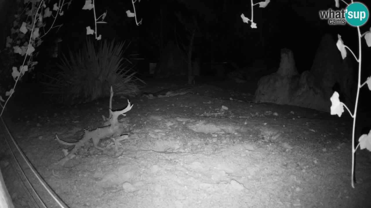 Live cam Zoo Ljubljana – Erdmännchen