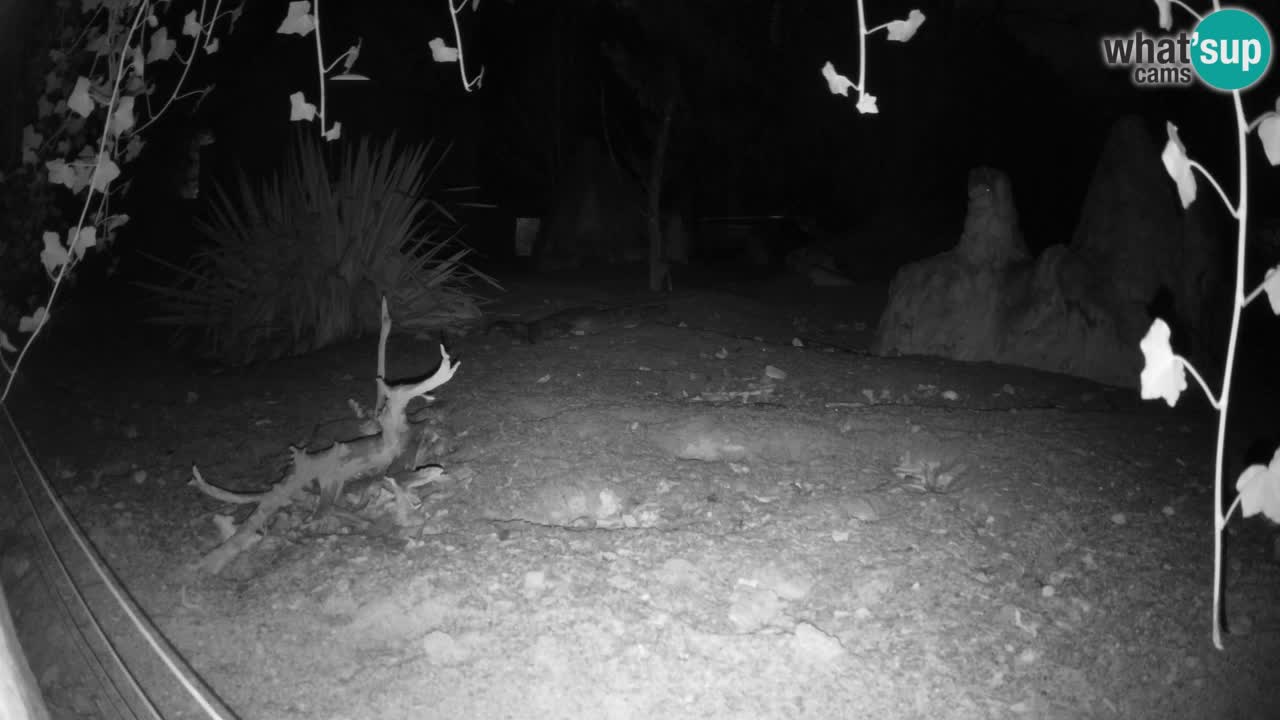 Web kamera Zoo Ljubljana – Merkat