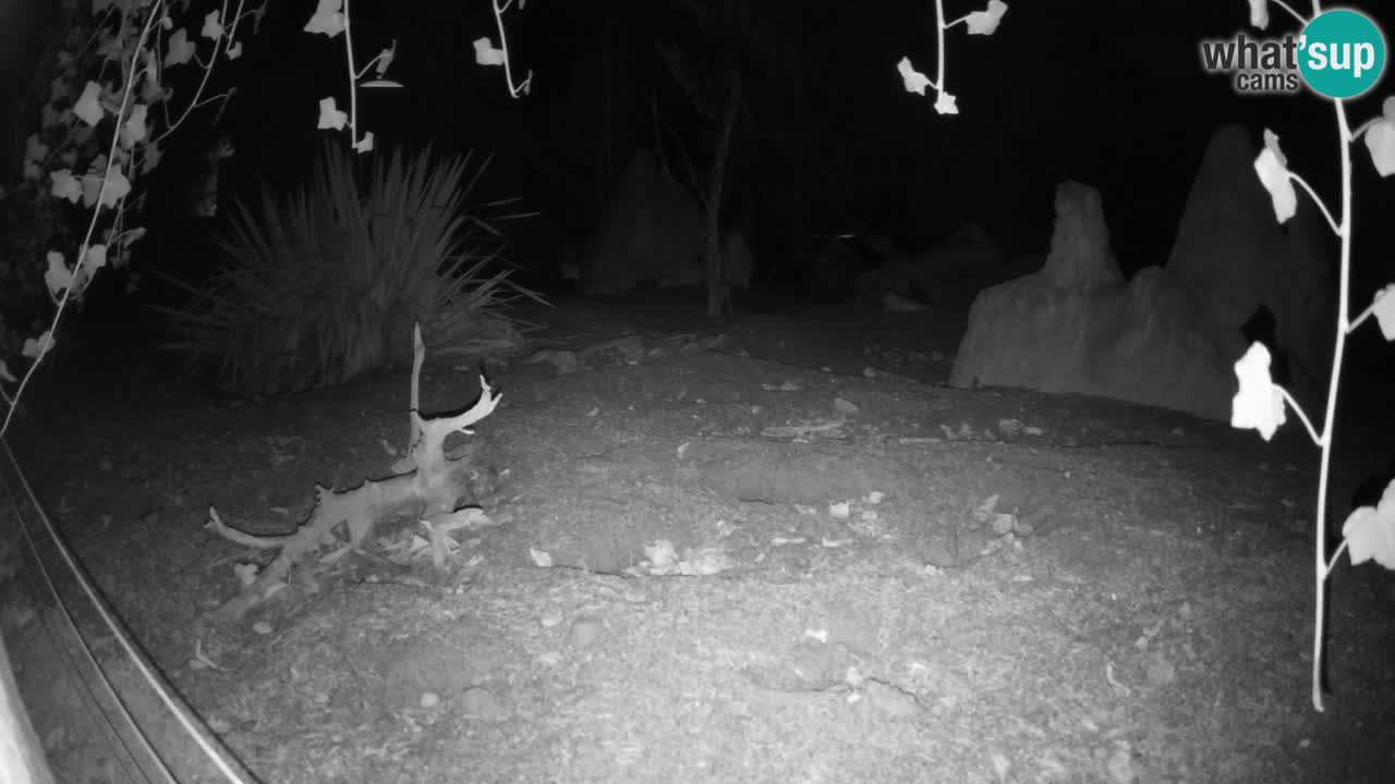 Web kamera Zoo Ljubljana – Merkat