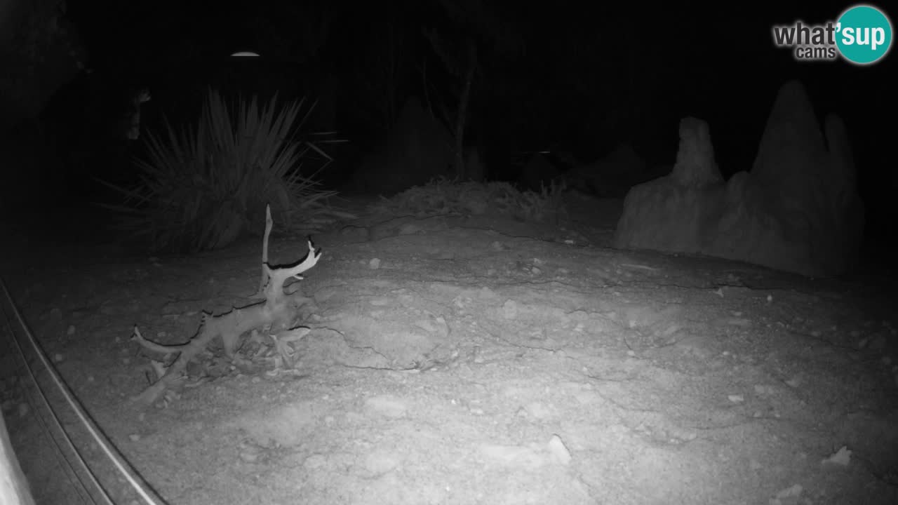 Zoo Ljubljana – Live webcam Meerkat (Suricata)