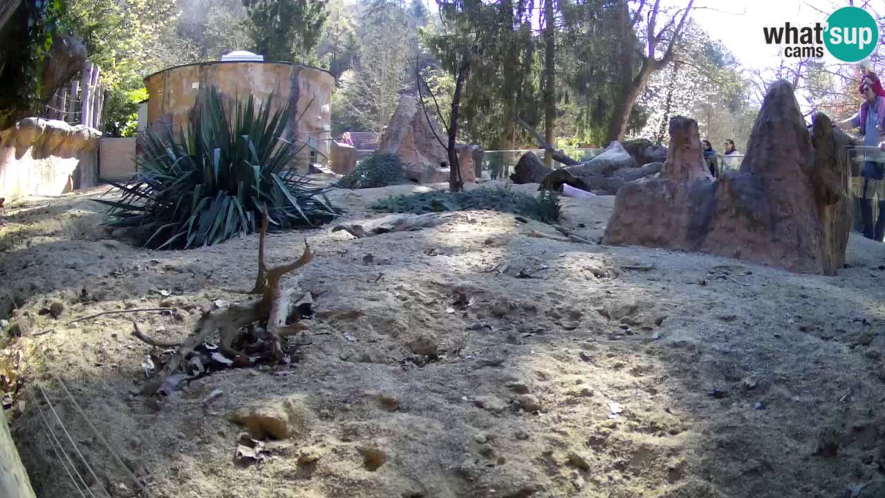 Webcam live Zoo Ljubljana – Suricata