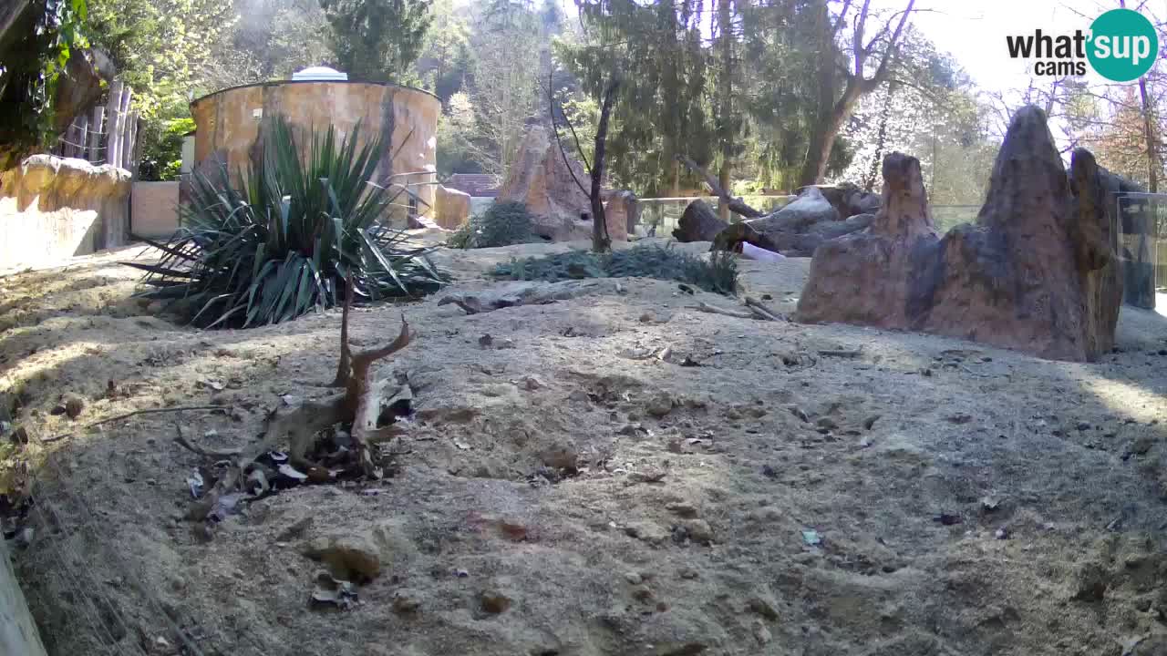Webcam Zoo Ljubljana – Suricate