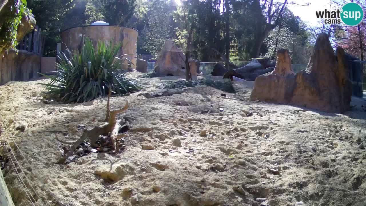 Webcam Zoo Ljubljana – Suricate