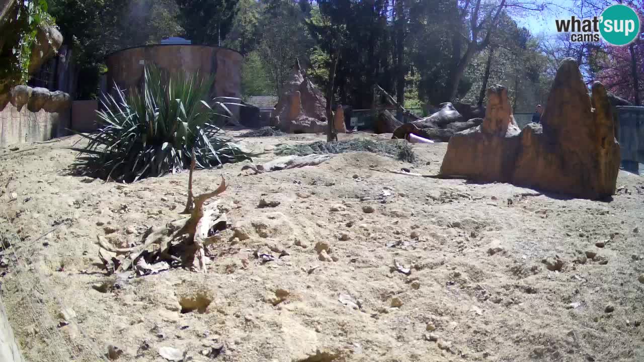 Zoo Ljubljana – Meerkat (Suricata)