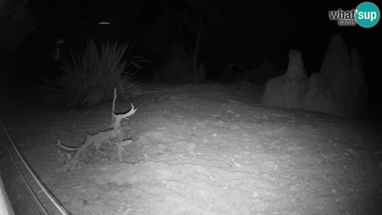Webcam live Zoo Ljubljana – Suricata