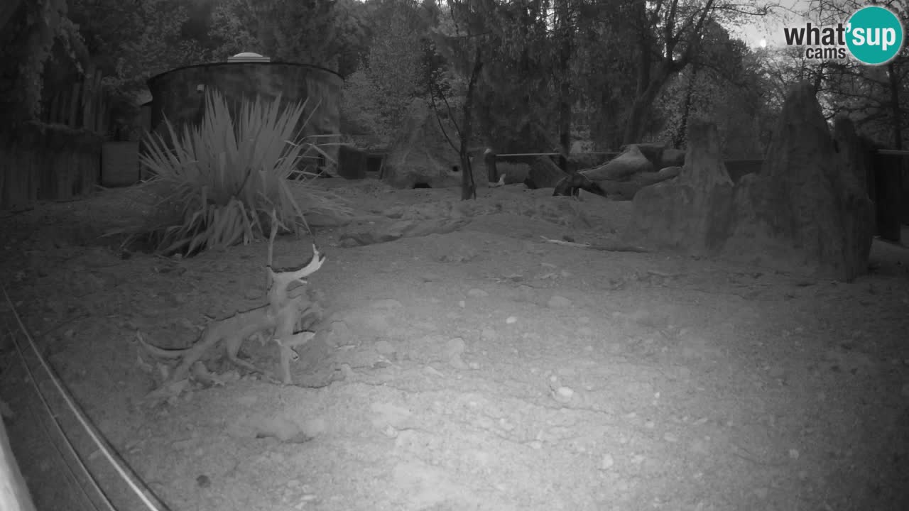 Webcam Zoo Ljubljana – Suricate
