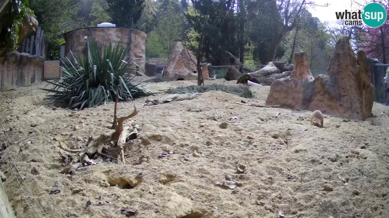 Live cam Zoo Ljubljana – Erdmännchen