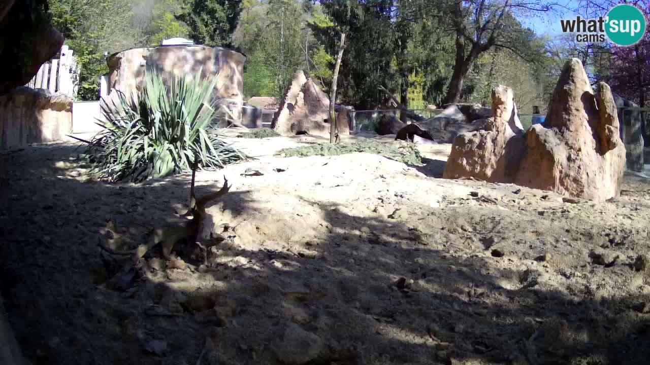 Zoo Ljubljana – Live webcam Meerkat (Suricata)