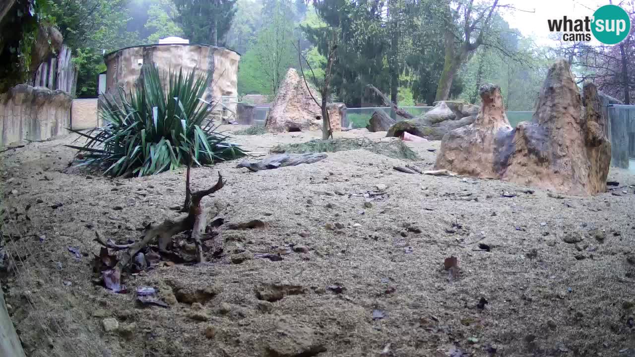 Spletna kamera Živalski vrt Ljubljana – Surikat