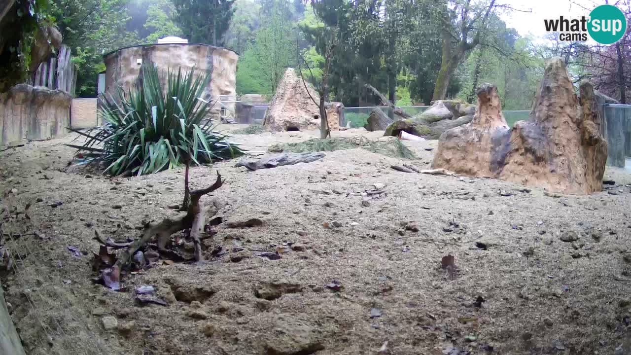 Live cam Zoo Ljubljana – Erdmännchen
