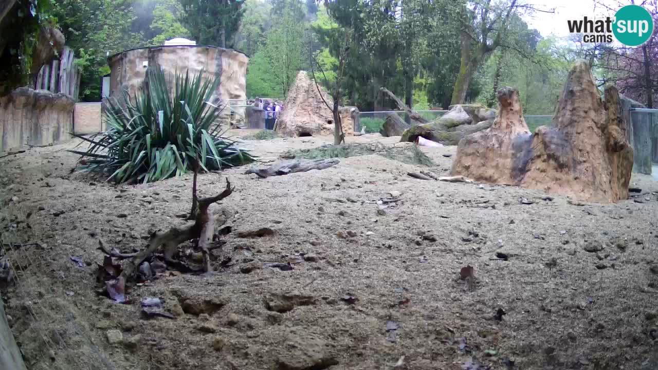 Live cam Zoo Ljubljana – Erdmännchen